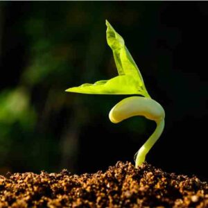 University of Wisconsin Develops Open Source Seed Pledge Image